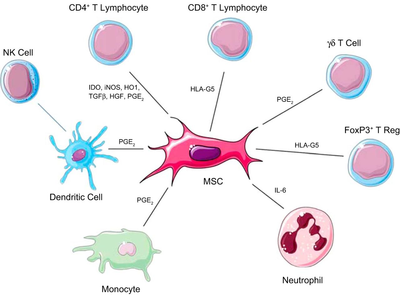 Mesenchymal Stem Cells Medeze Singapore